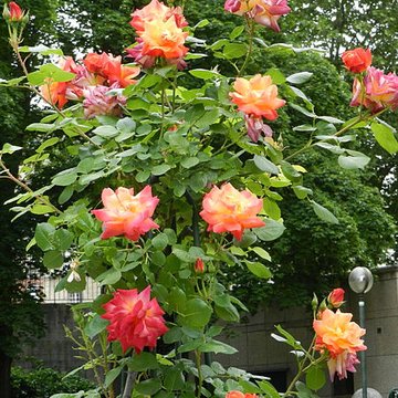 Square René-Le Gall - Paris 13ème