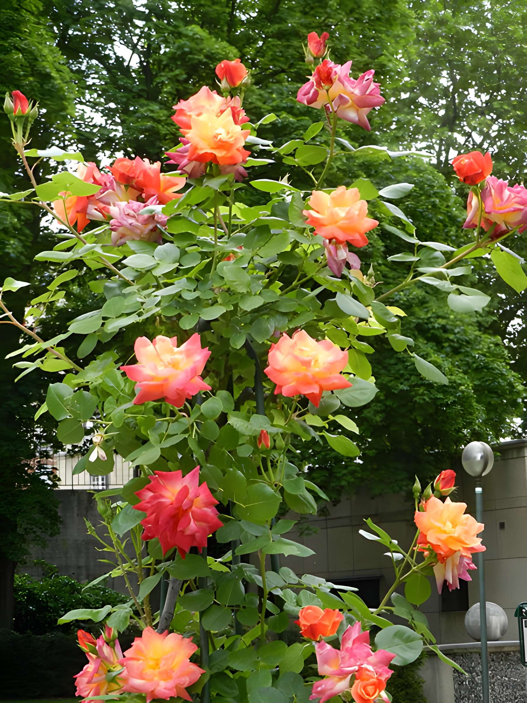 Square René-Le Gall - Paris 13ème