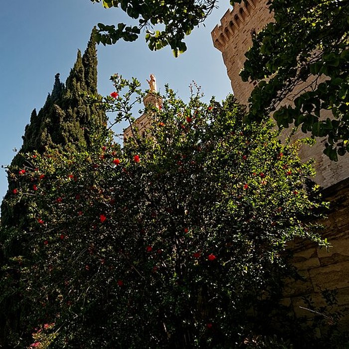 Photo de Cathédrale Notre-Dame des Doms dAvignon 