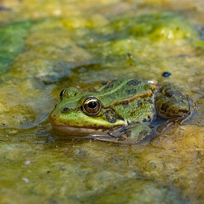 Photo de Jardin botanique de luniversité de Strasbourg