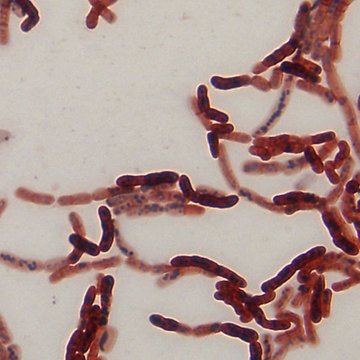 Jardin botanique de luniversité de Strasbourg