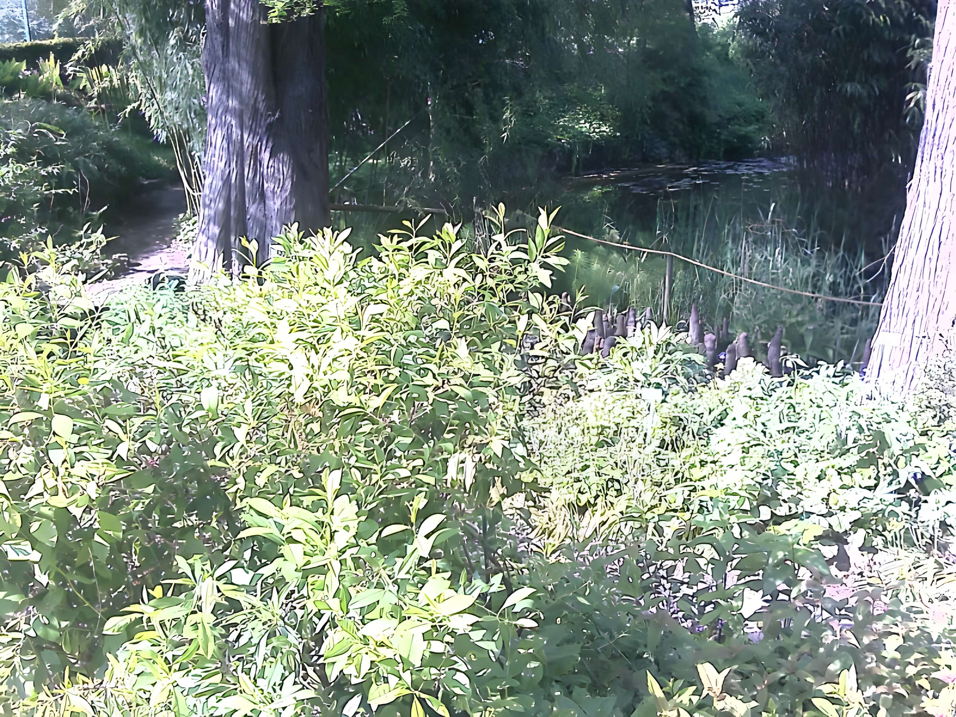 Jardin botanique de l'université de Strasbourg
