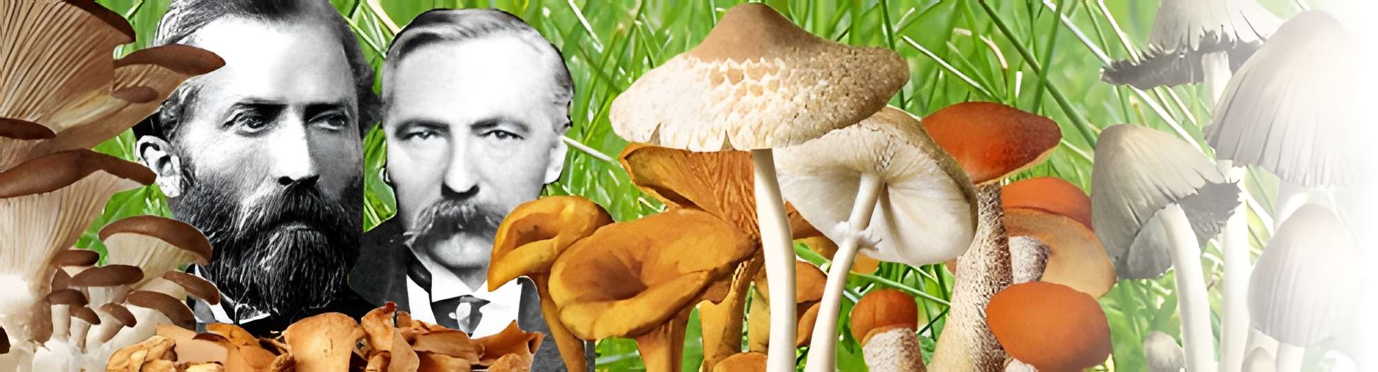 Jardin botanique de l'université de Strasbourg