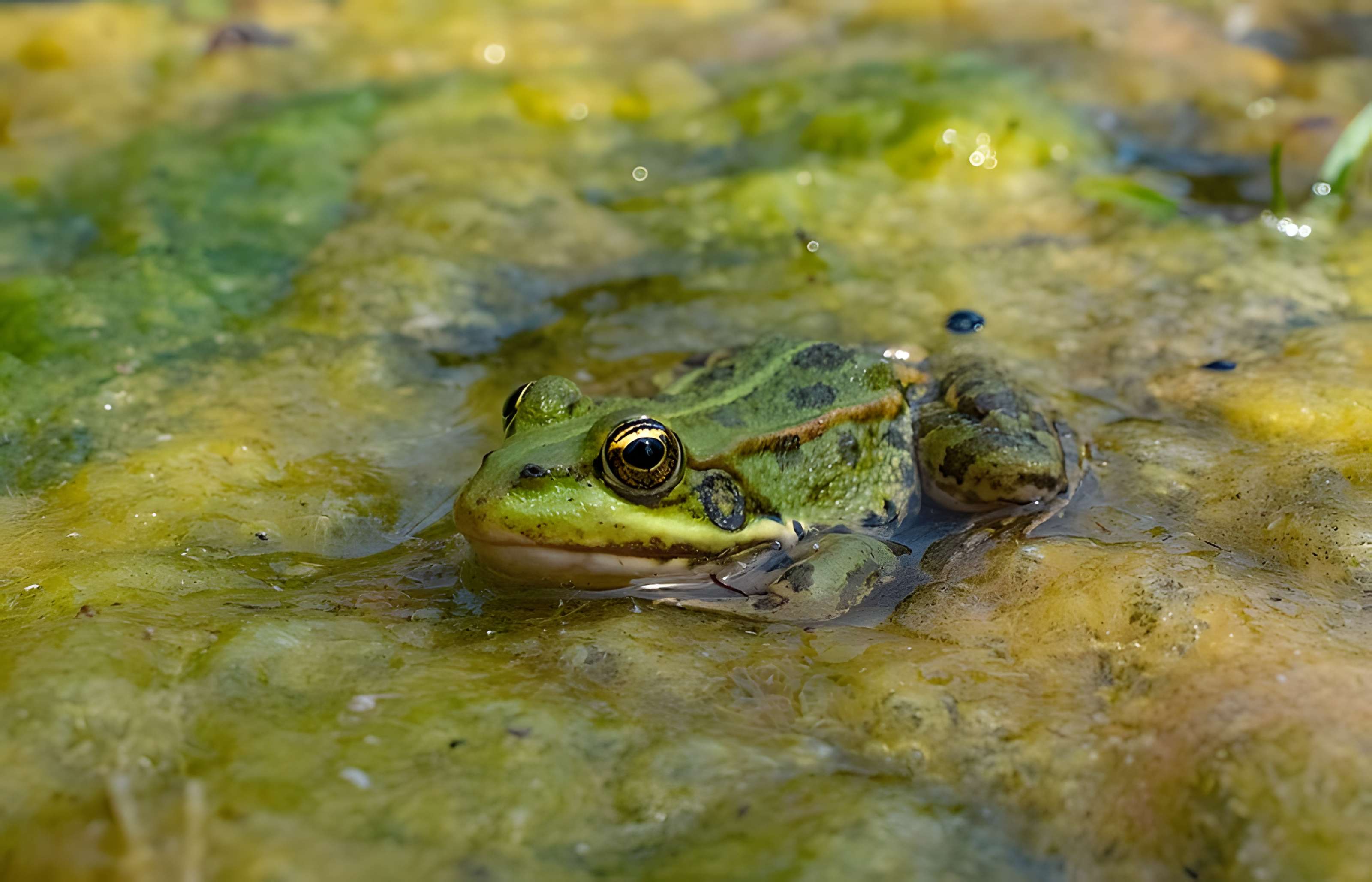 Jardin botanique de l'université de Strasbourg
