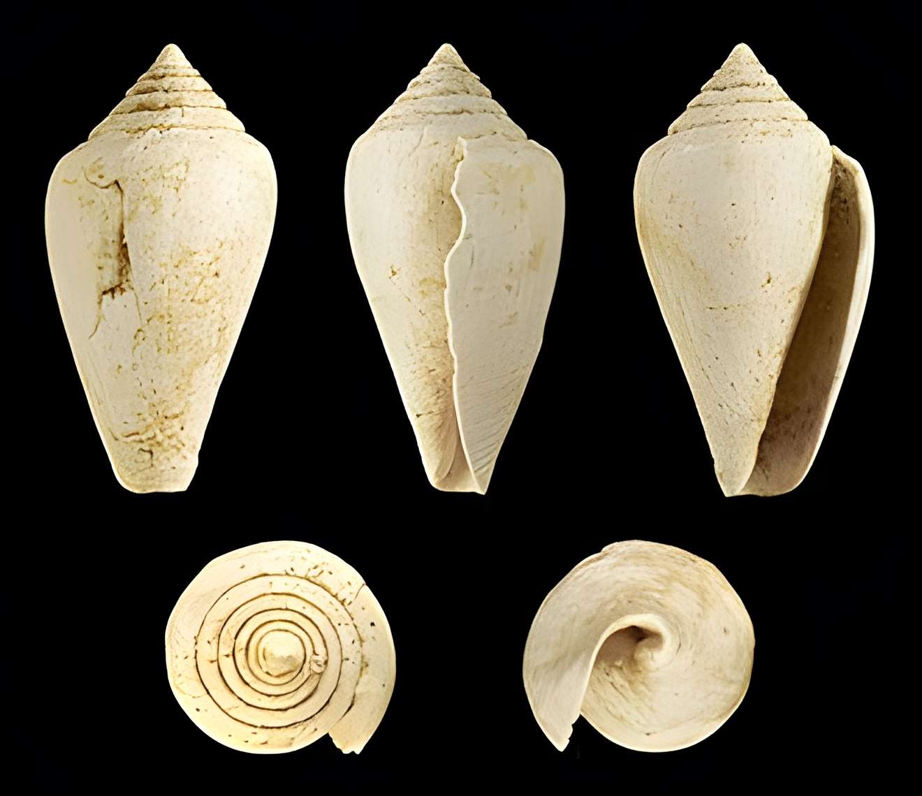 Réserve naturelle de saucats la brede 