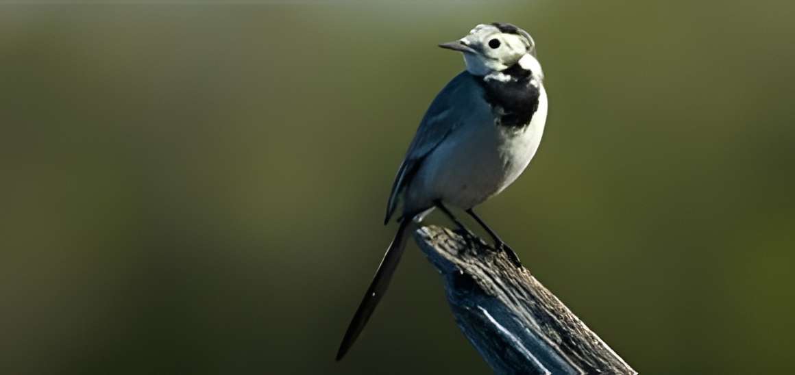 Terres d'oiseaux à Braud Saint Louis 
