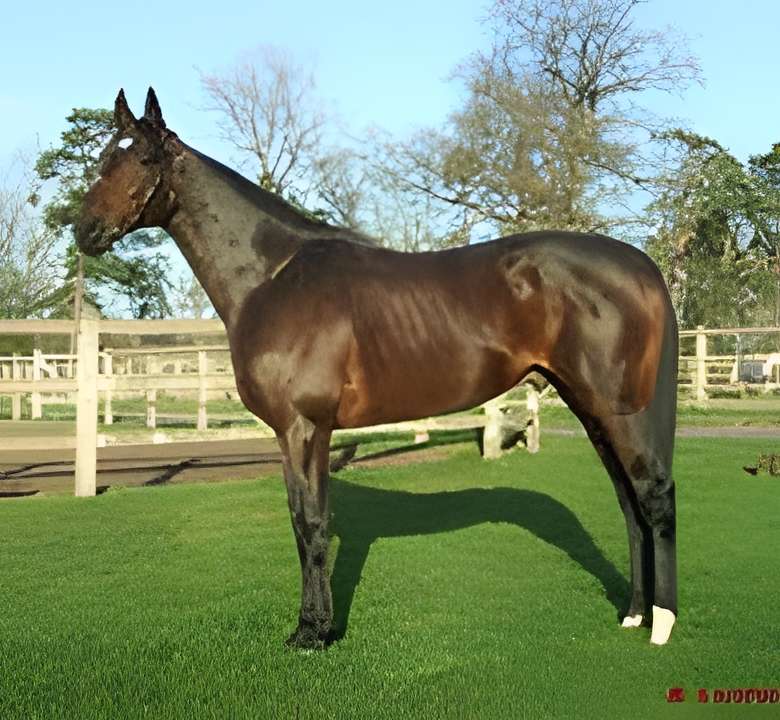 Le Pur-Sang Anglais Haras National du Pin