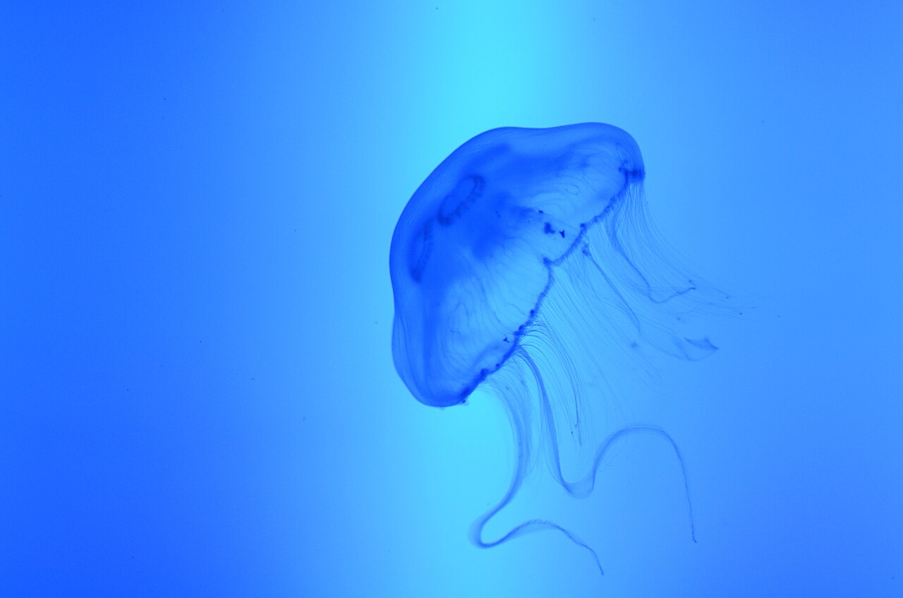 Grand aquarium de Saint-Malo