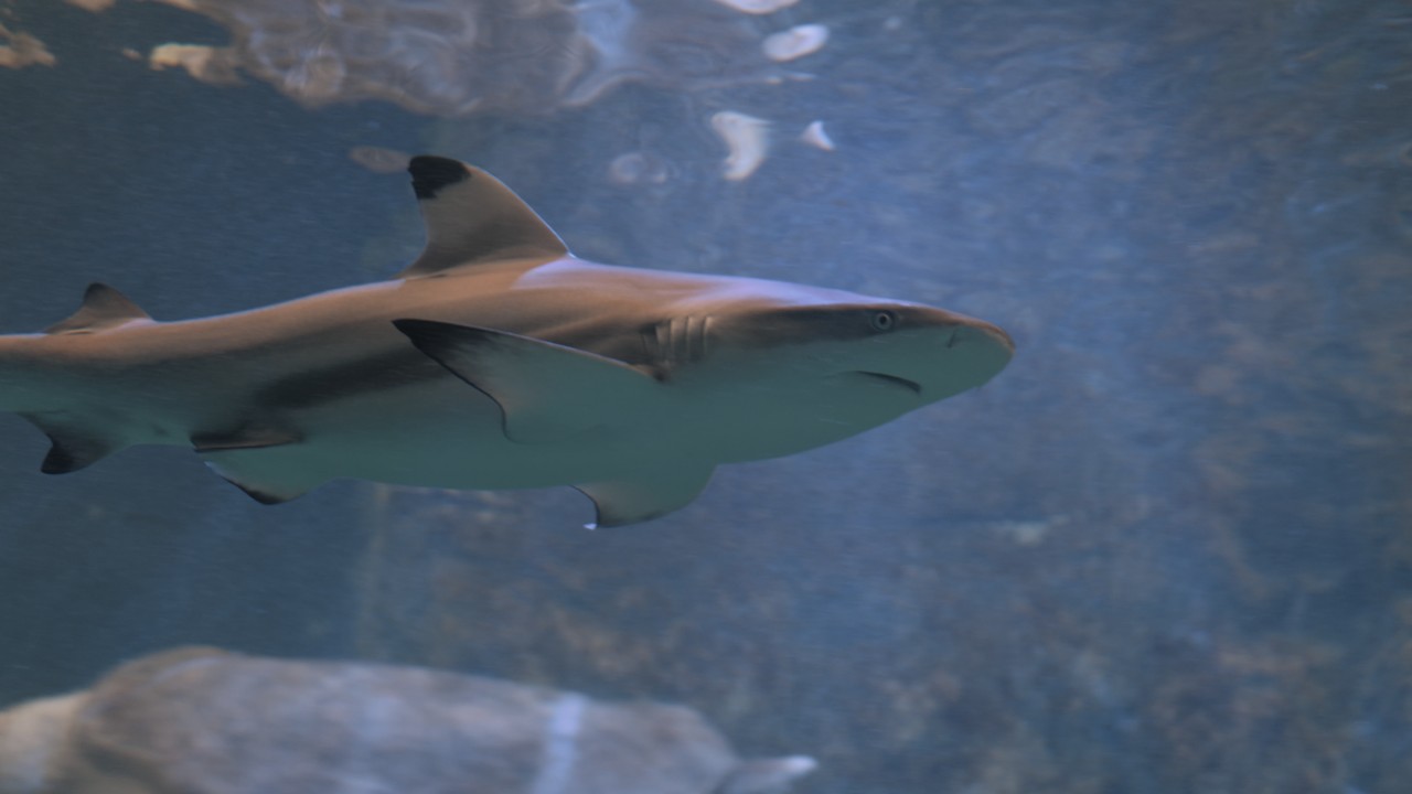 Grand aquarium de Saint-Malo