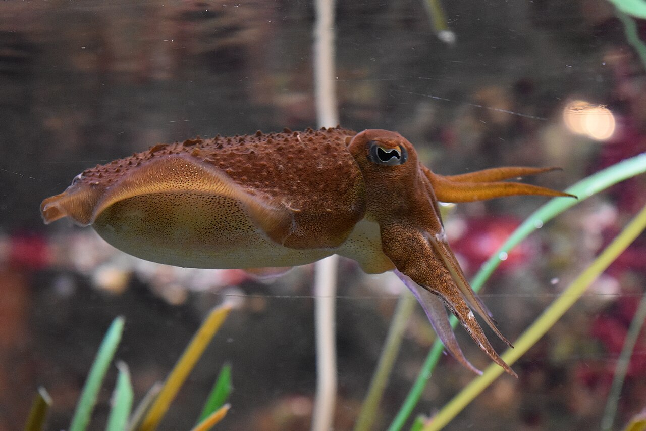 Grand aquarium de Saint-Malo