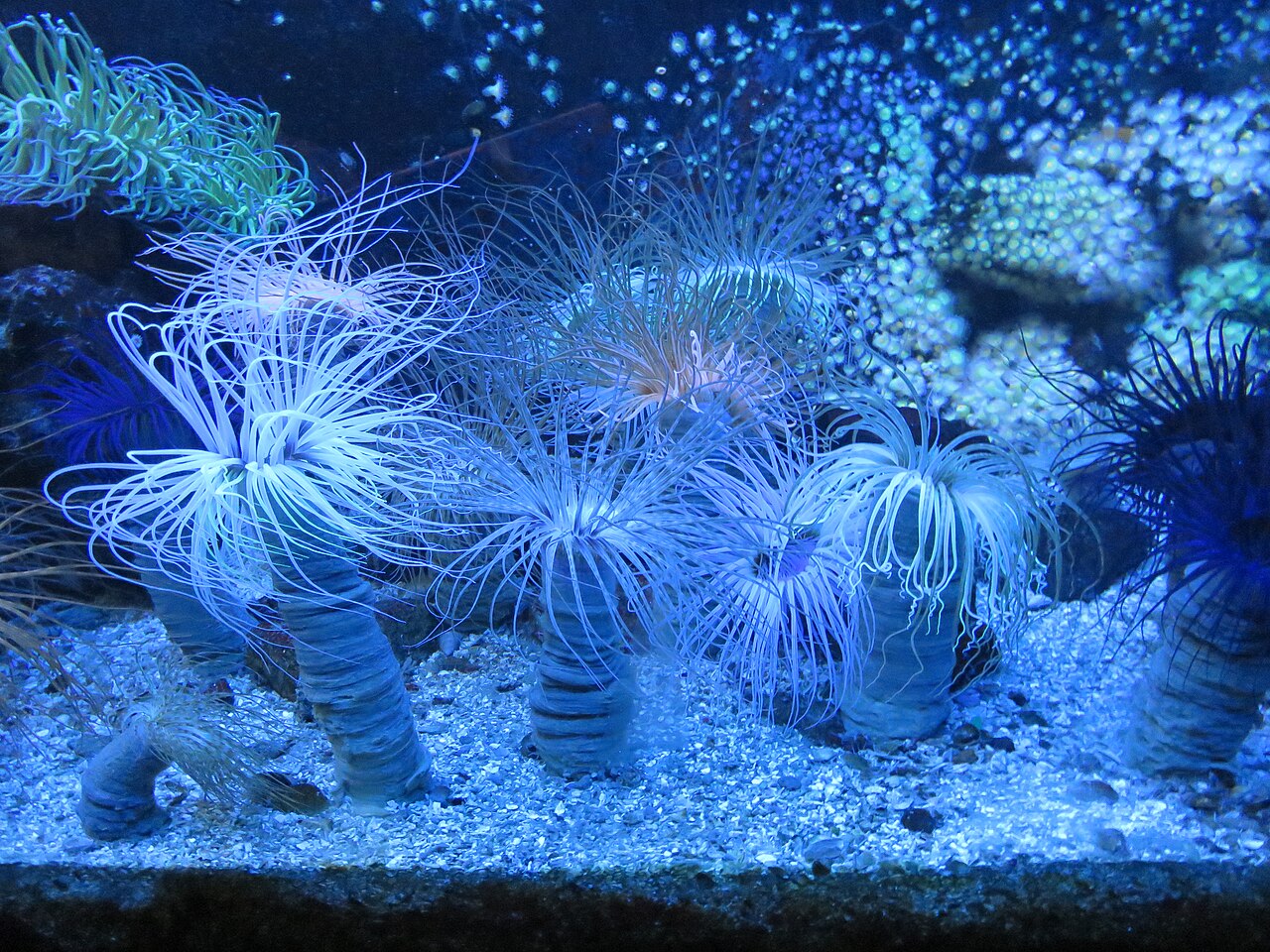 Grand aquarium de Saint-Malo