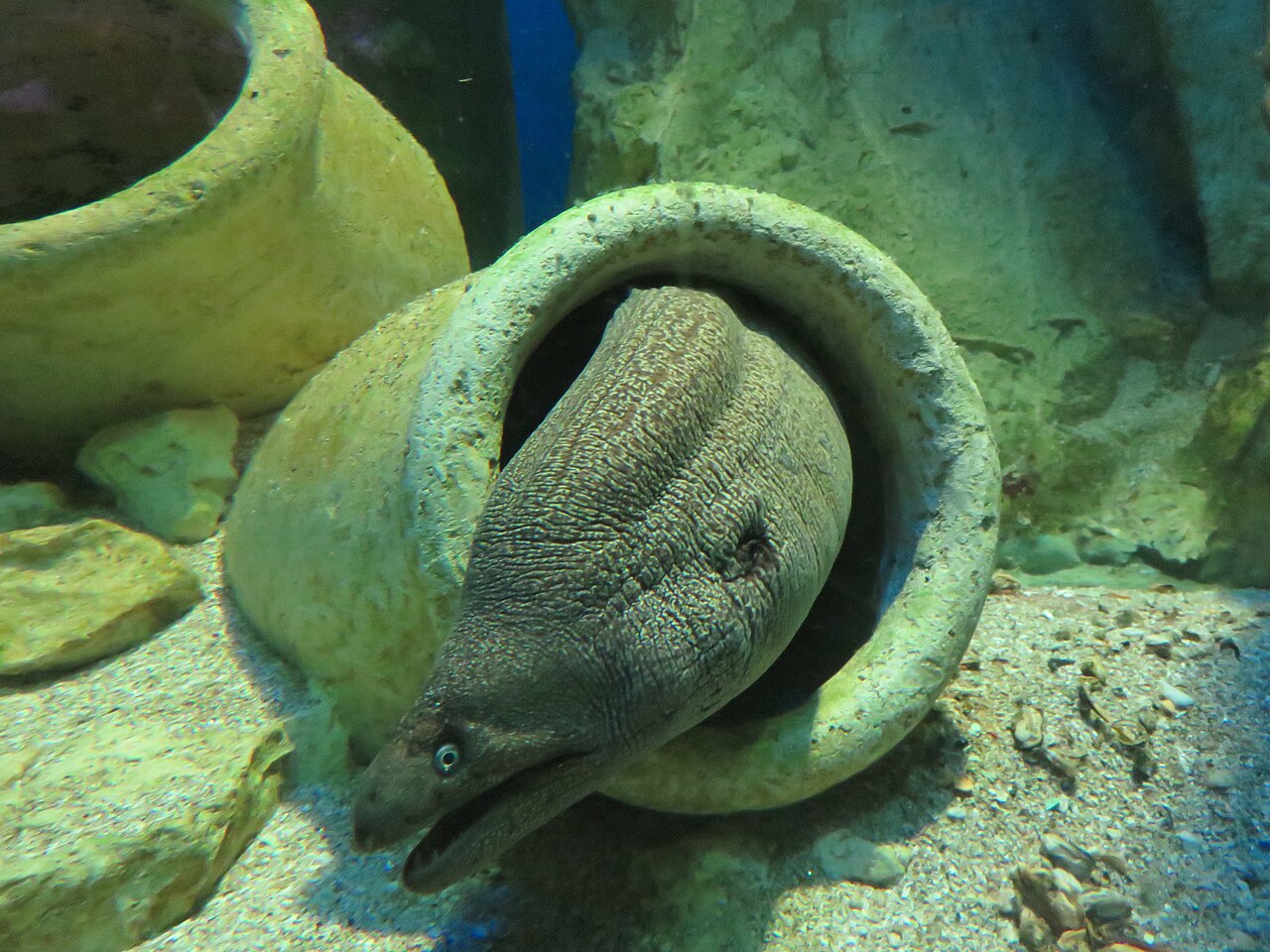 Grand aquarium de Saint-Malo