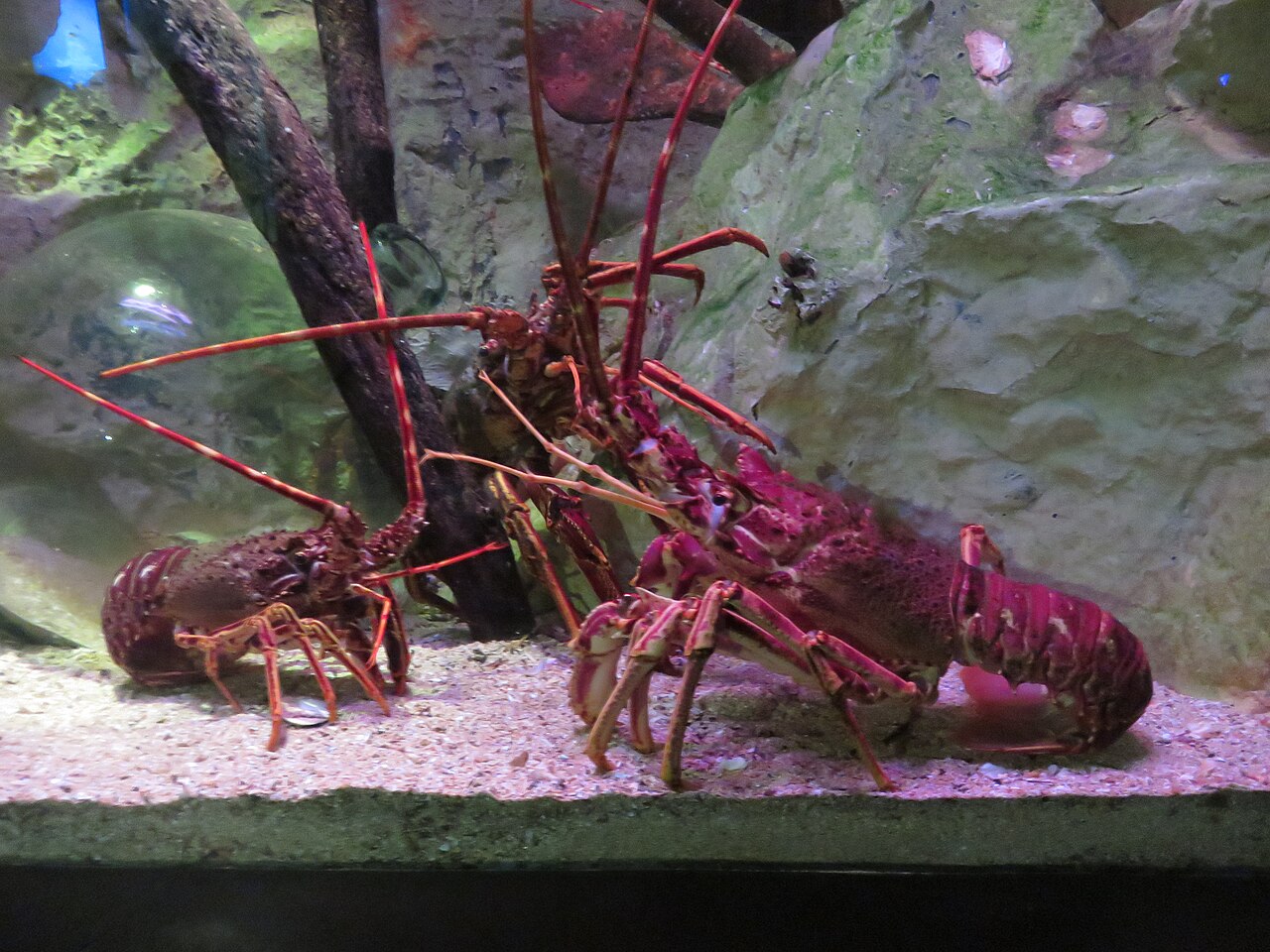 Grand aquarium de Saint-Malo