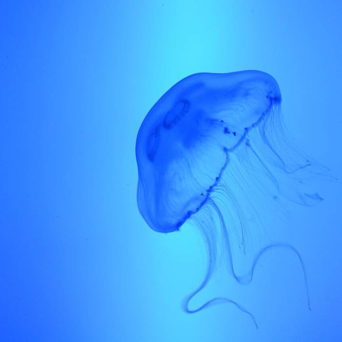 Photo de Grand aquarium de Saint-Malo