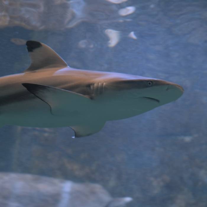 Photo de Grand aquarium de Saint-Malo