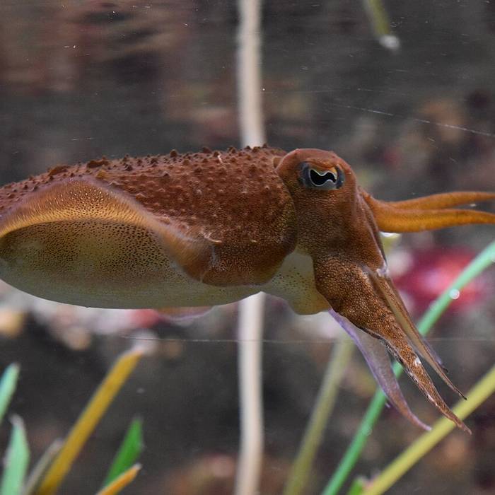 Photo de Grand aquarium de Saint-Malo