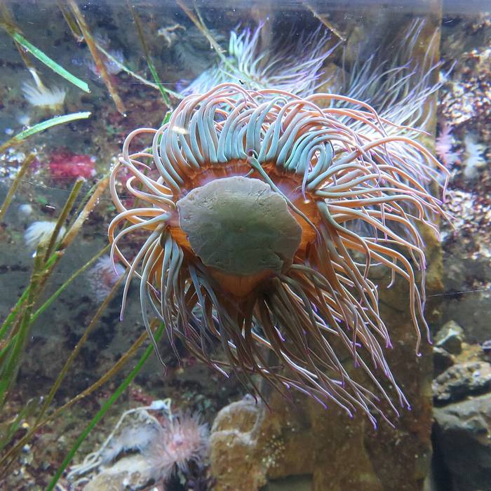 Photo de Grand aquarium de Saint-Malo