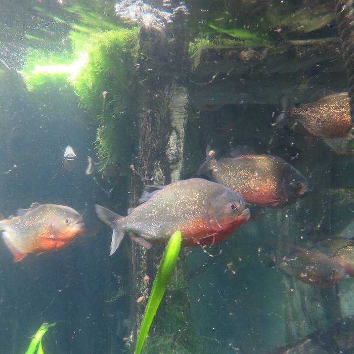 Photo de Grand aquarium de Saint-Malo