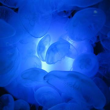 Grand aquarium de Saint-Malo