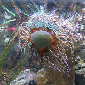 Grand aquarium de Saint-Malo