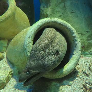 Grand aquarium de Saint-Malo