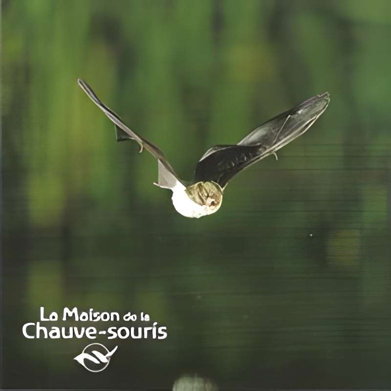 Maison de la chauve-souris 