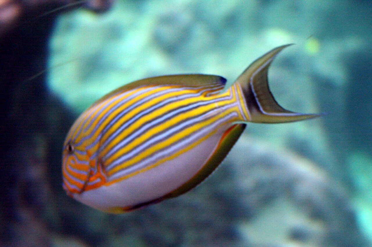 Océanopolis à Brest