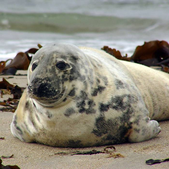 Photo de Océanopolis à Brest