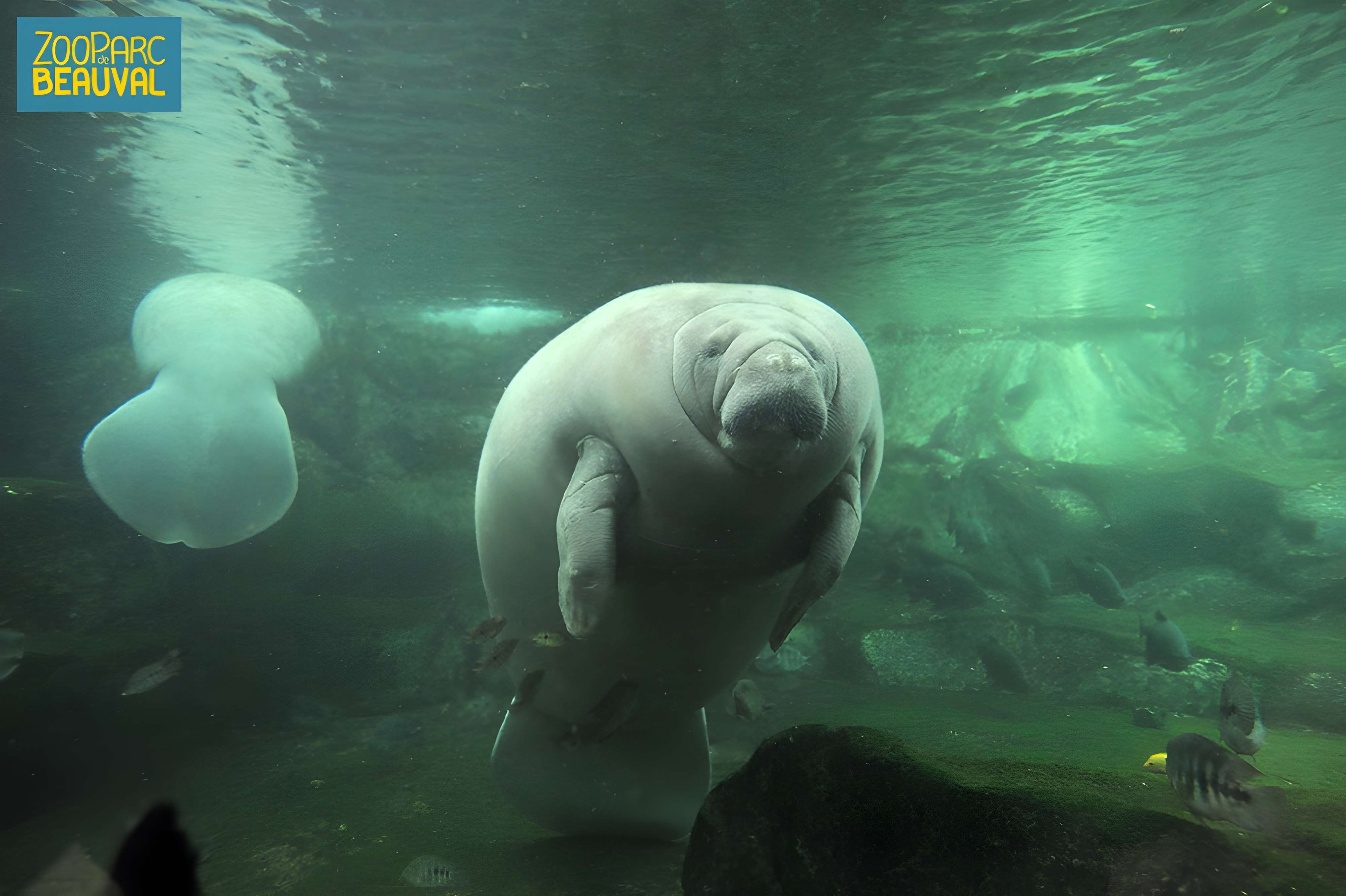 ZooParc de Beauval ZooParc de Beauval 