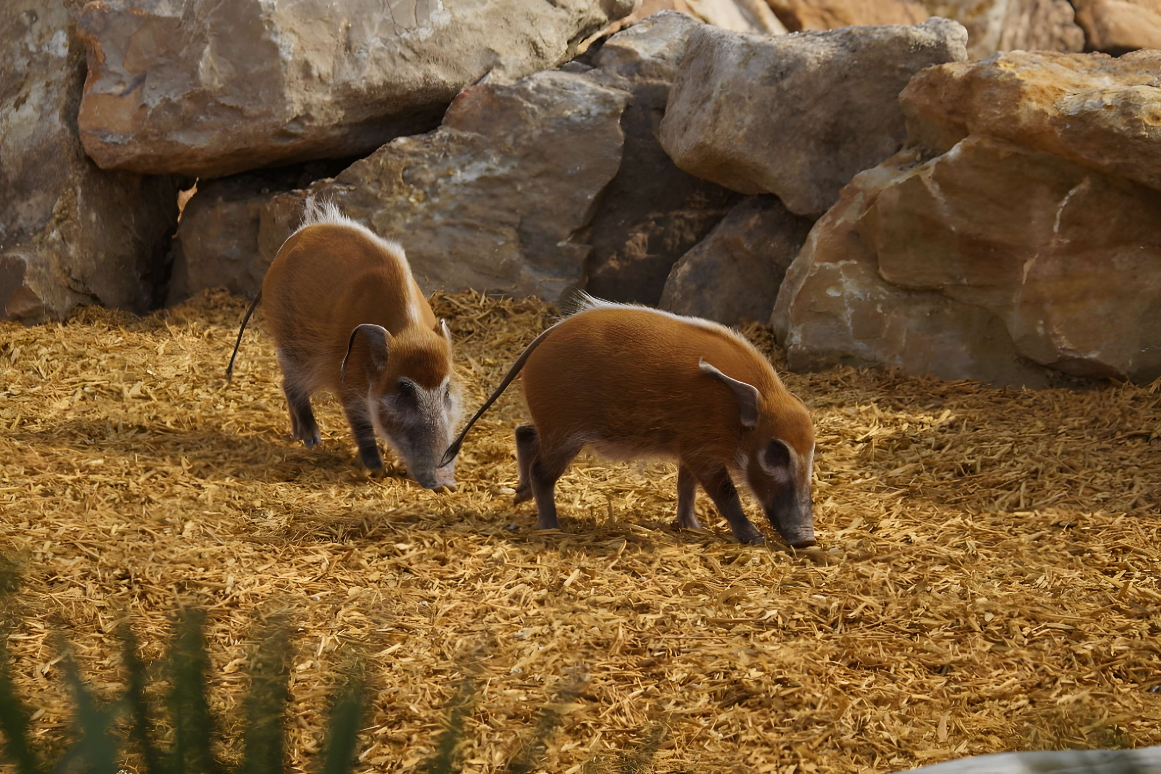 ZooParc de Beauval ZooParc de Beauval 