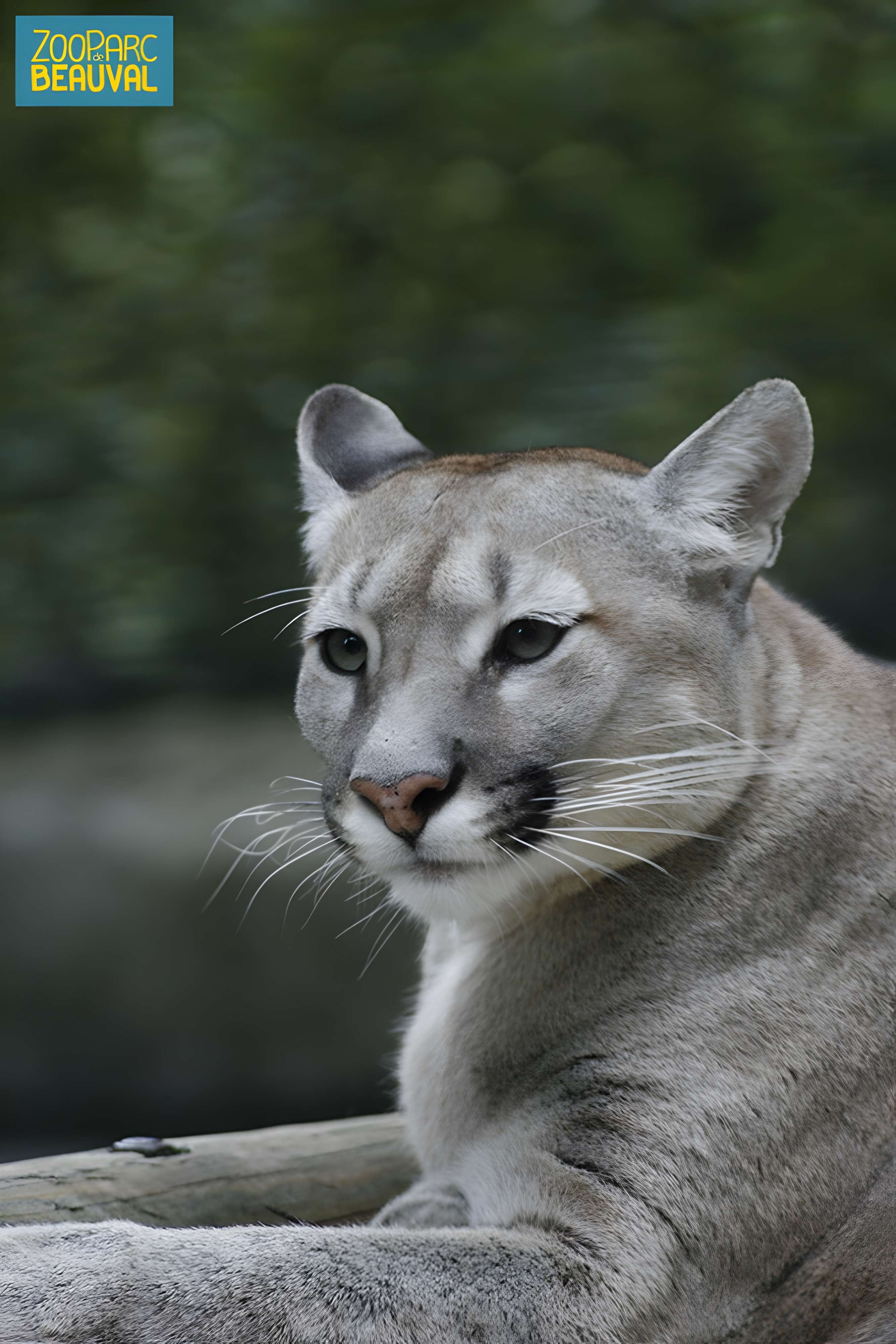 ZooParc de Beauval ZooParc de Beauval 