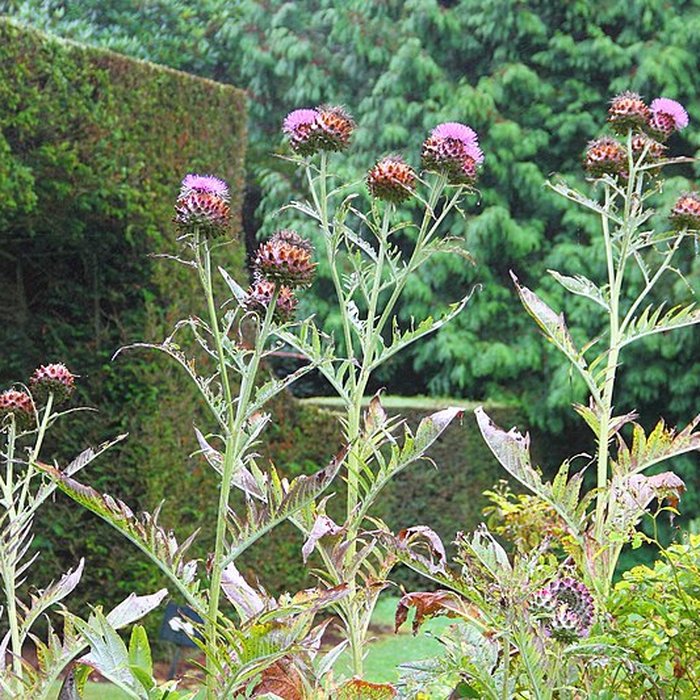 Photo de Visite du Bois des Moutiers