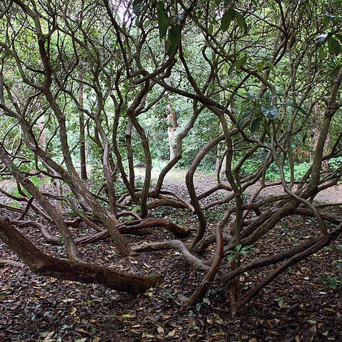 Photo de Visite du Bois des Moutiers