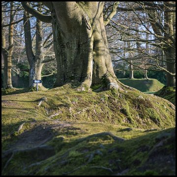 Visite du Bois des Moutiers
