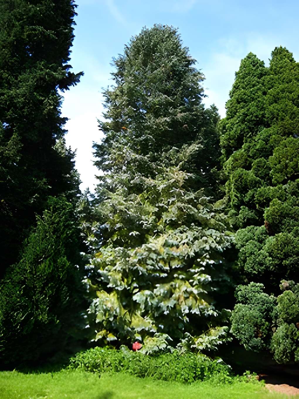 Arboretum de Chèvreloup à Rocquencourt 