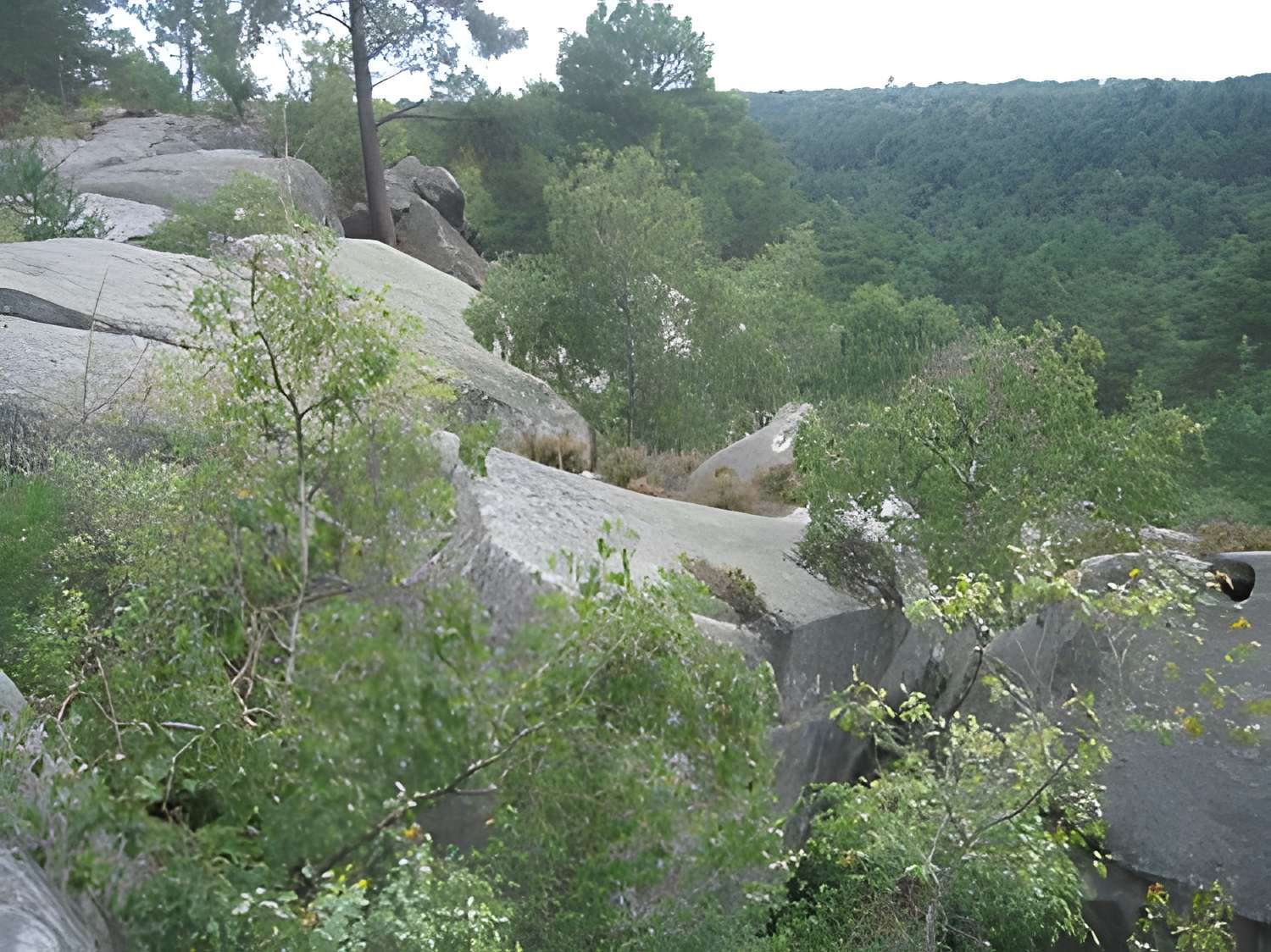 Forêt de Fontainebleau 