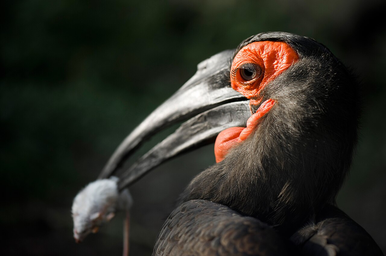 Parc zoologique d'Amnéville