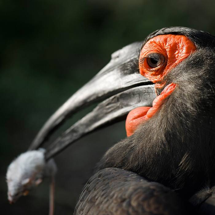 Photo de Parc zoologique dAmnéville