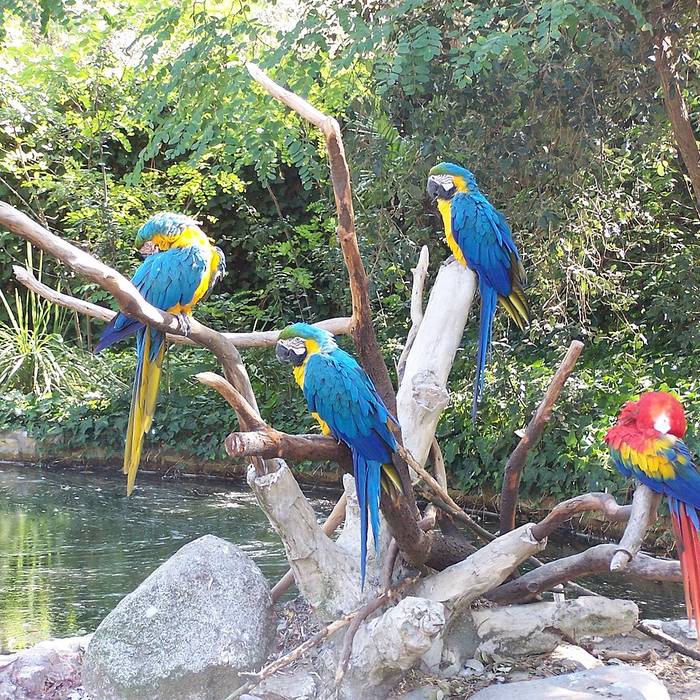 Photo de Zoo de La Palmyre