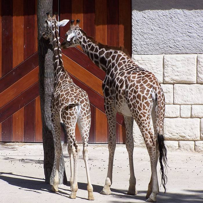 Photo de Zoo de La Palmyre