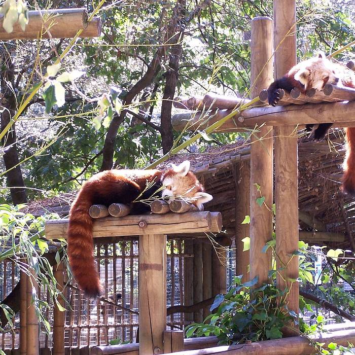 Photo de Zoo de La Palmyre