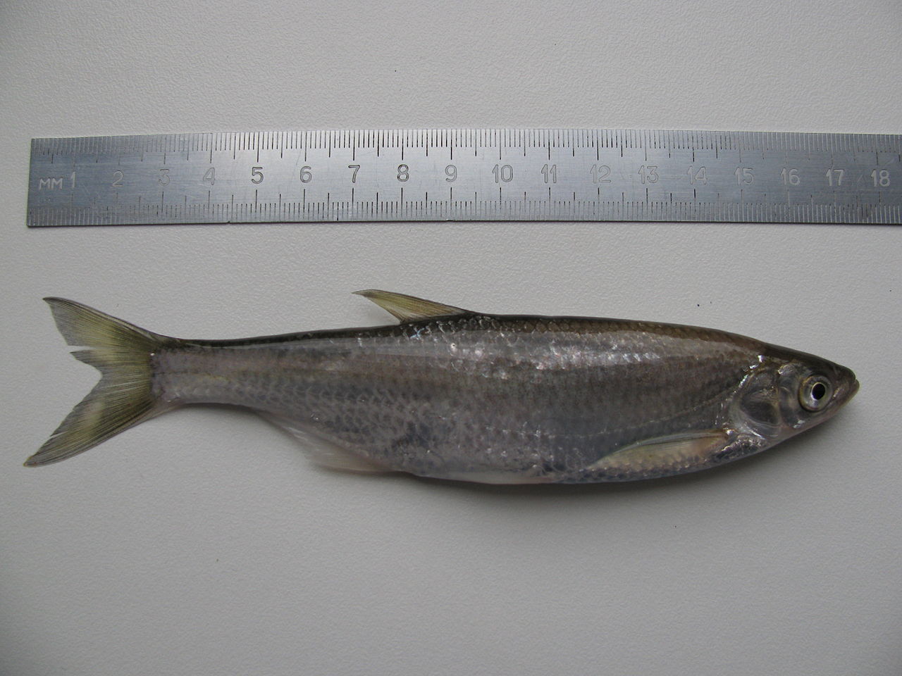 Lac de Saint-Cassien