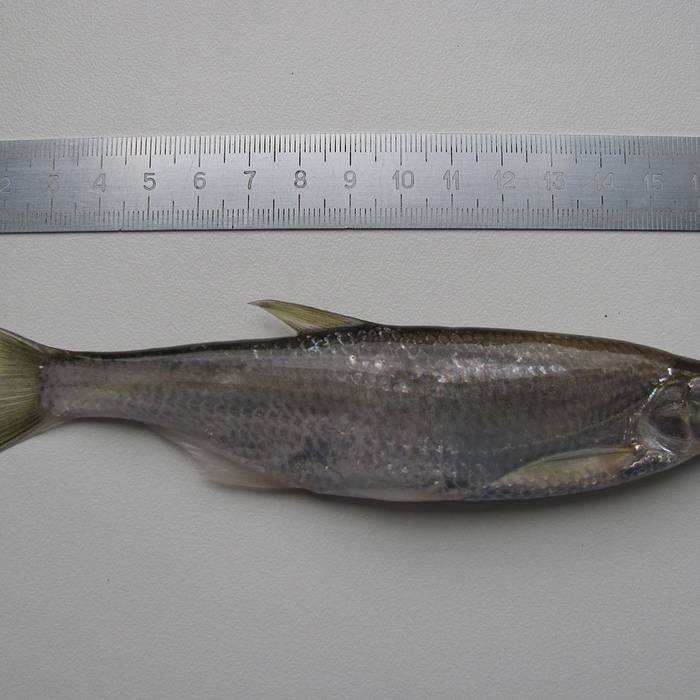 Photo de Lac de Saint-Cassien