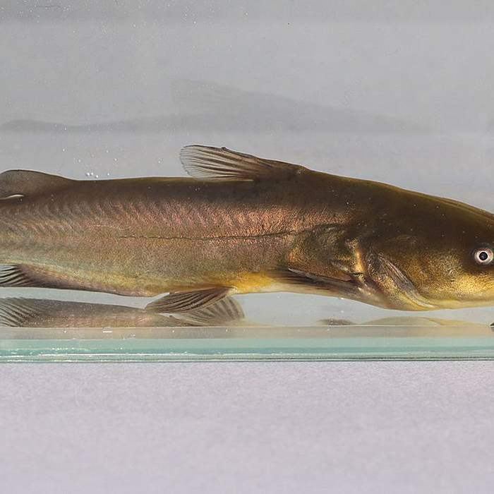 Photo de Lac de Saint-Cassien