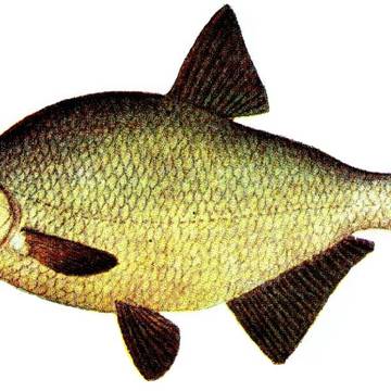 Lac de Saint-Cassien