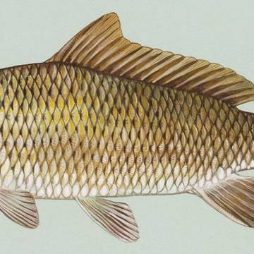 Lac de Saint-Cassien