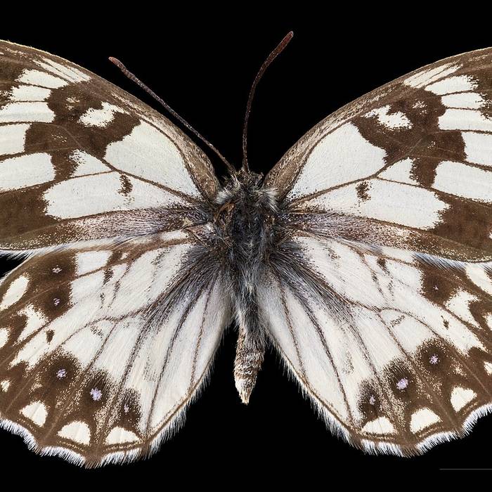 Photo de Mont Ventoux