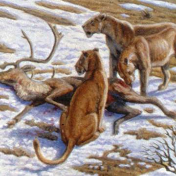 Visite de la Grotte de Chauvet