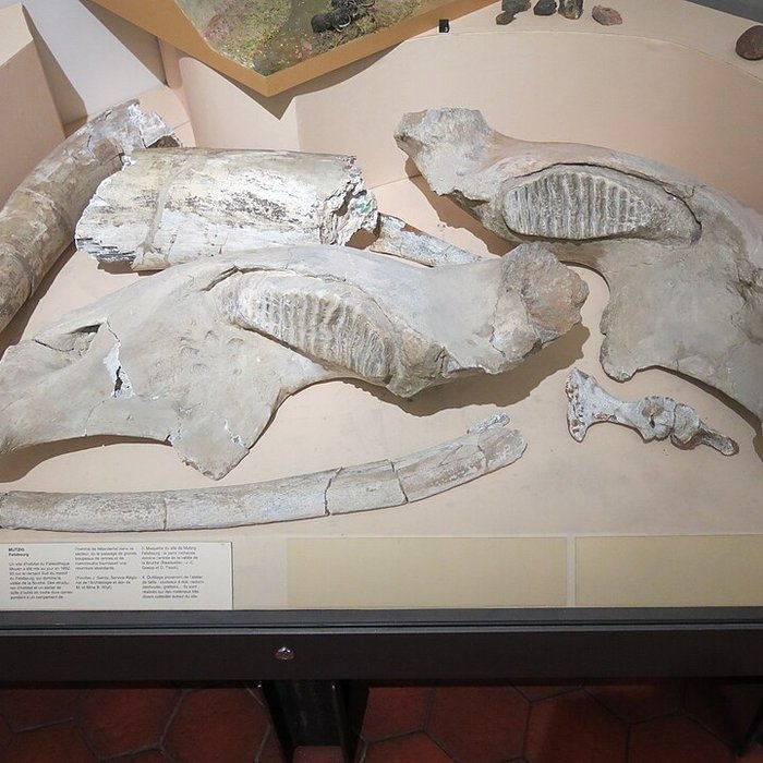 Photo de Musée archéologique de Strasbourg