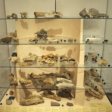 Musée archéologique de Strasbourg